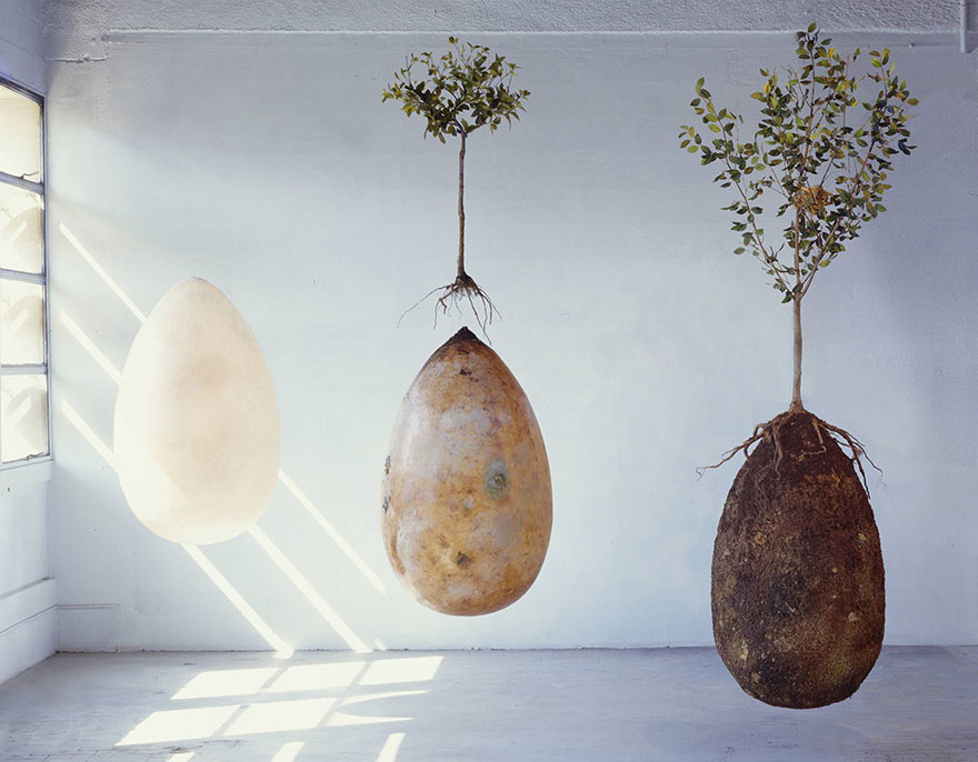 Forget Coffins – Organic Burial Pods Will Turn Your Loved Ones Into Trees