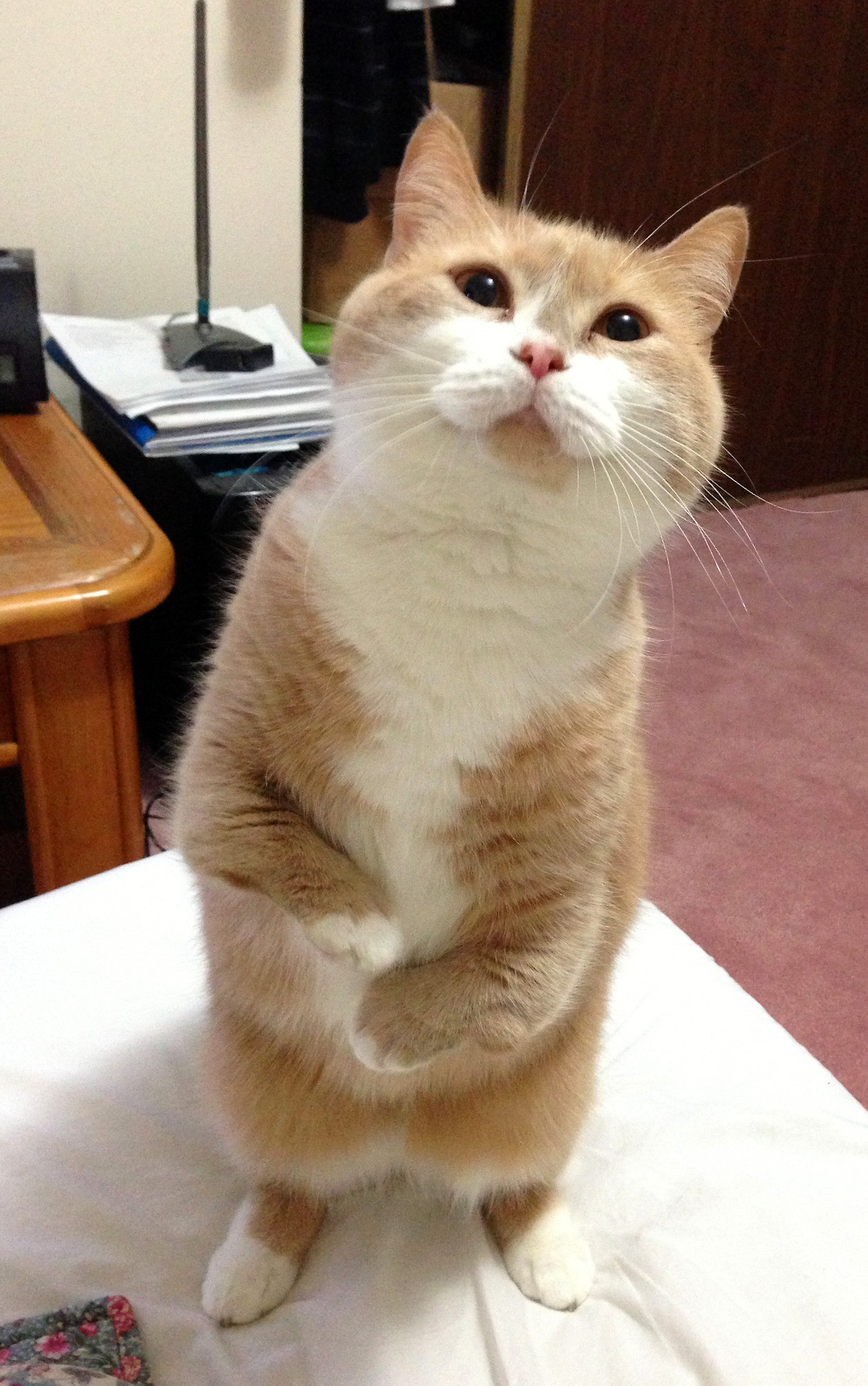 catstandingup